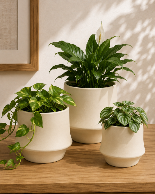 Modern Cream Ceramic Cachepot Planter (3 Sizes)
